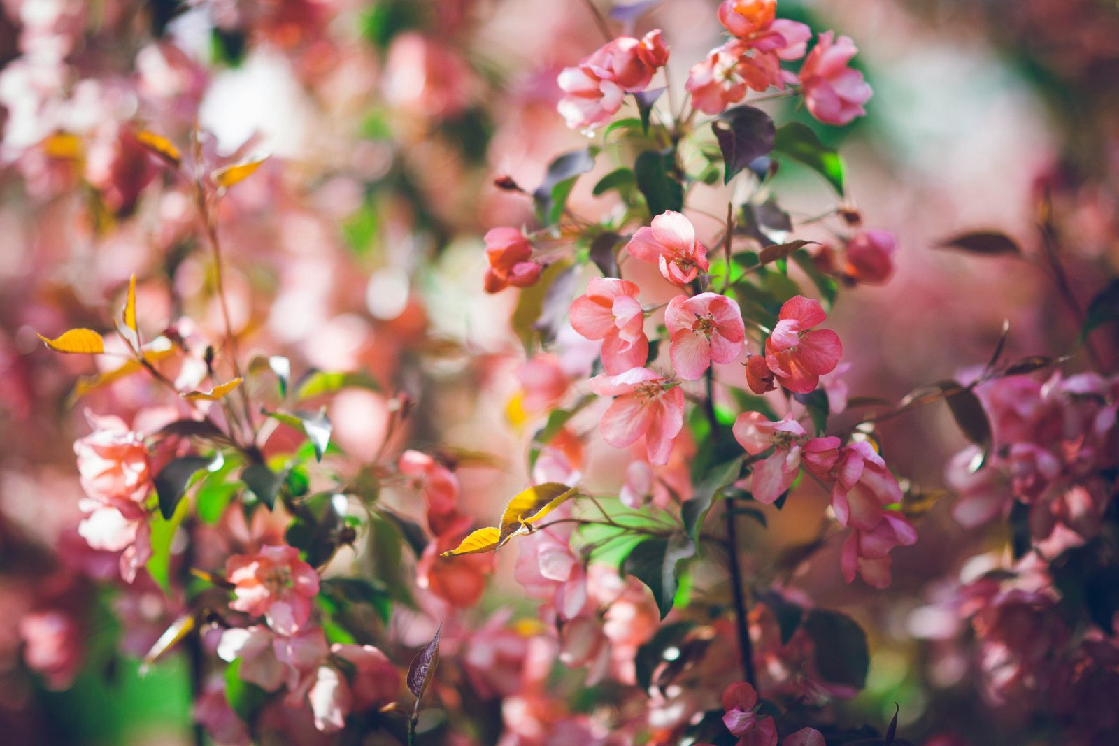 Soft pink spring blossoms in bloom
